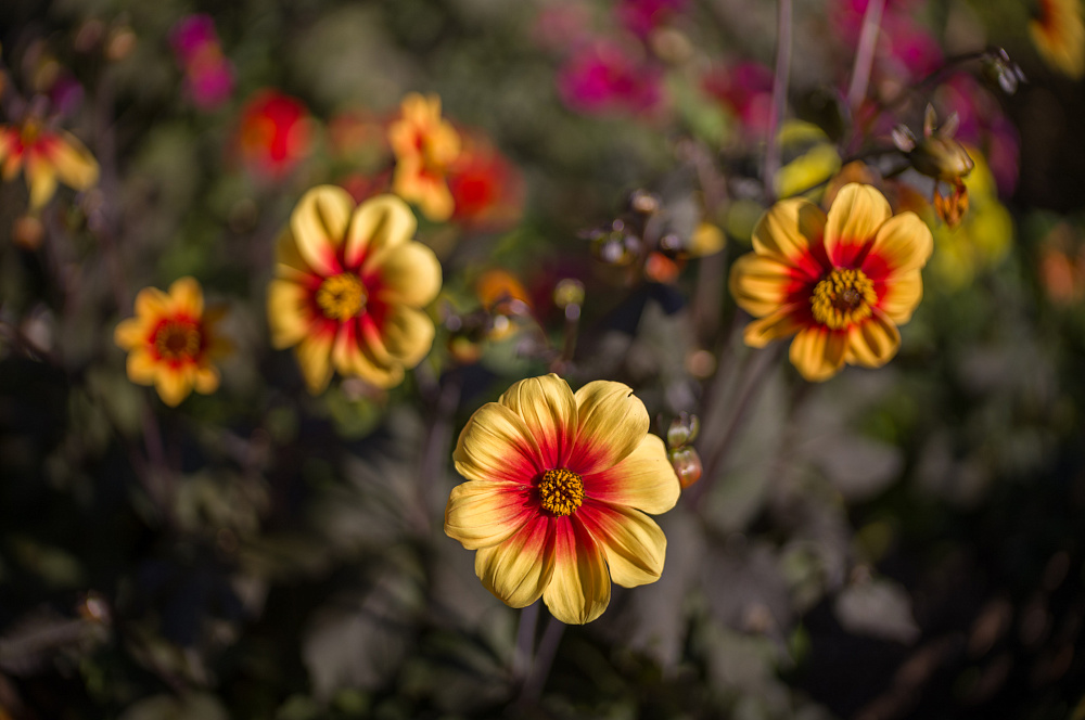 Leica Noctilux-M 35 f/1.2 ASPH.